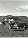 Dairy cattle on farm