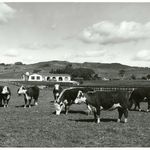 Dairy cattle on farm