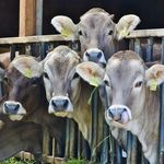 4 Cows Behind Black Metal Rails