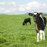 Calves In Paddock