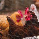 Colorful hens inside a fenced chicken coop on a farm