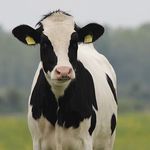 Dairy cow at a farm