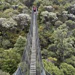 Great Barrier Aotea Track Swing Bridge 2024