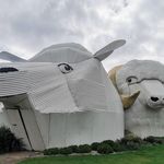 Big Dog and Sheep at Tirau