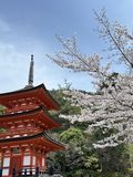 Kiyomizudera Koyasunoto Pagoda and Cherry Blossom - Kyoto - April 2024