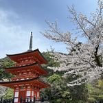 Kiyomizudera Koyasunoto Pagoda and Cherry Blossom - Kyoto - April 2024