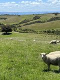 Sheep in Auckland 2022