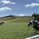 Wairarapa Farm Cow