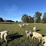 Wairarapa Sheep Farm - May 2024