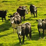 Herd of cow on green grass field during daytime