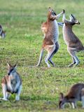 Kangaroos on grass field